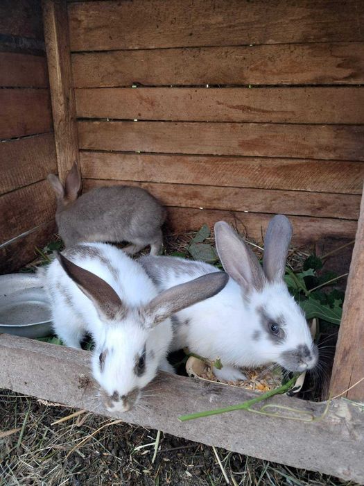 продам кроликів Бабочка, Панон, Строкач