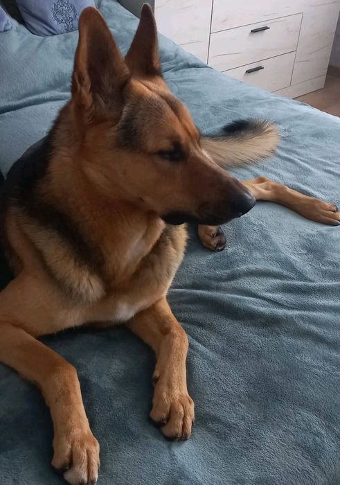 Цуценята немецької вівчарки