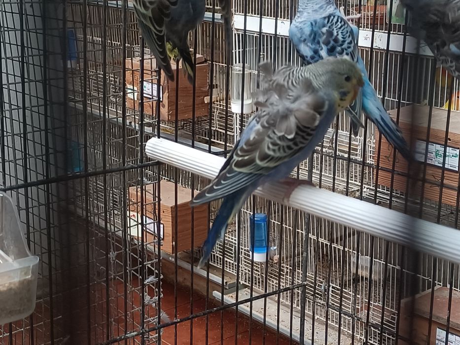 Tenho vários periquitos hagoromos