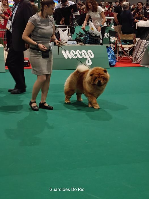 Fantástico chow chow