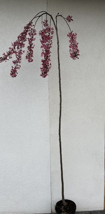 Ялівець на штамбі,модрина, штамбові дерева,береза, сакура, магнолія