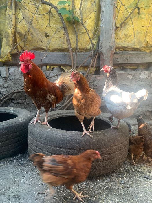 Кури, півні , малеча різні, продам або поміняю