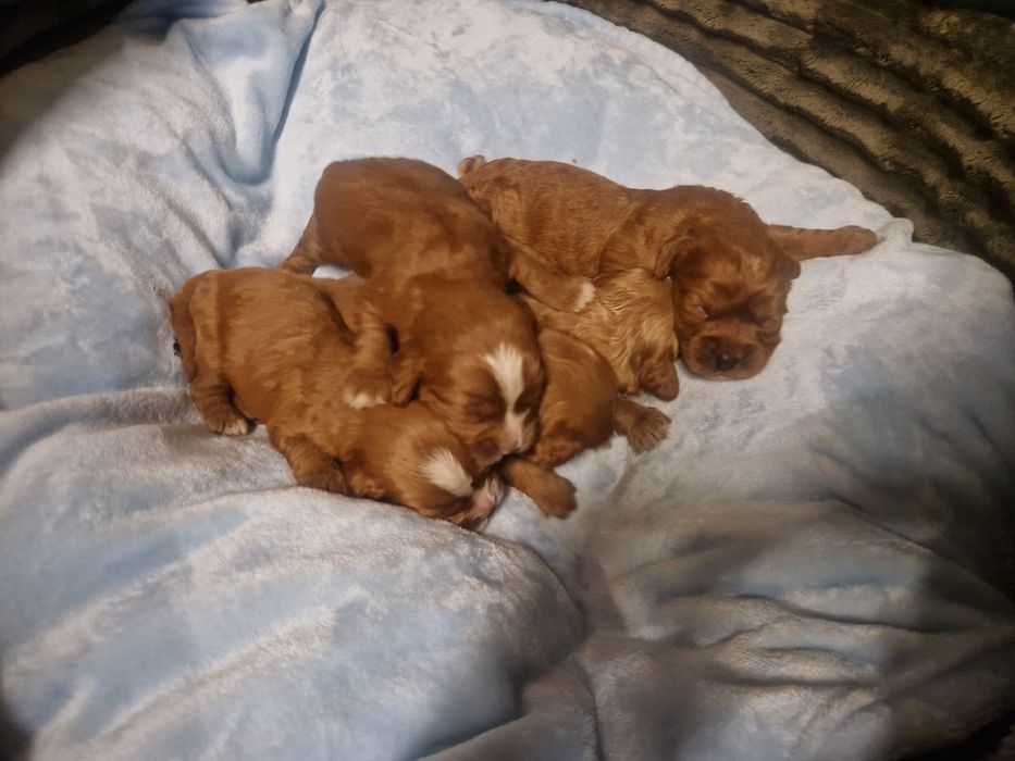 Cavapoo piesek cavalier pudel