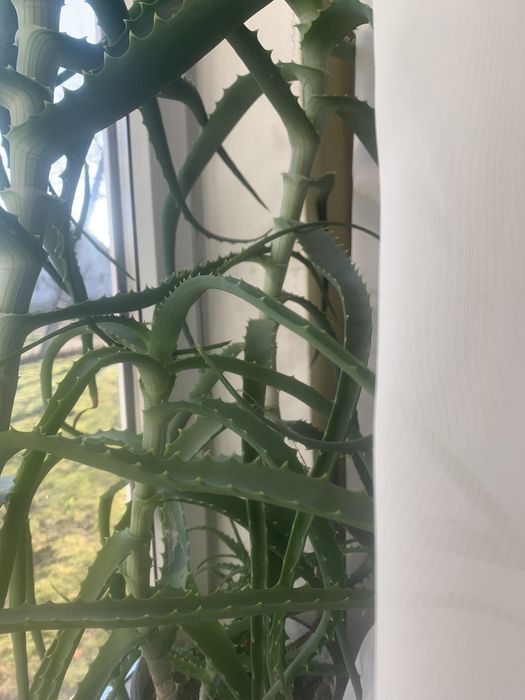 Алоя лікувальна