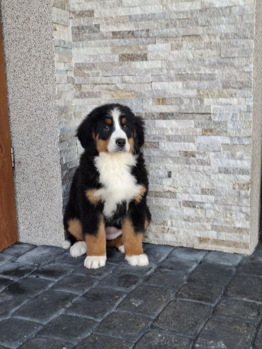 Berneński pies pasterski