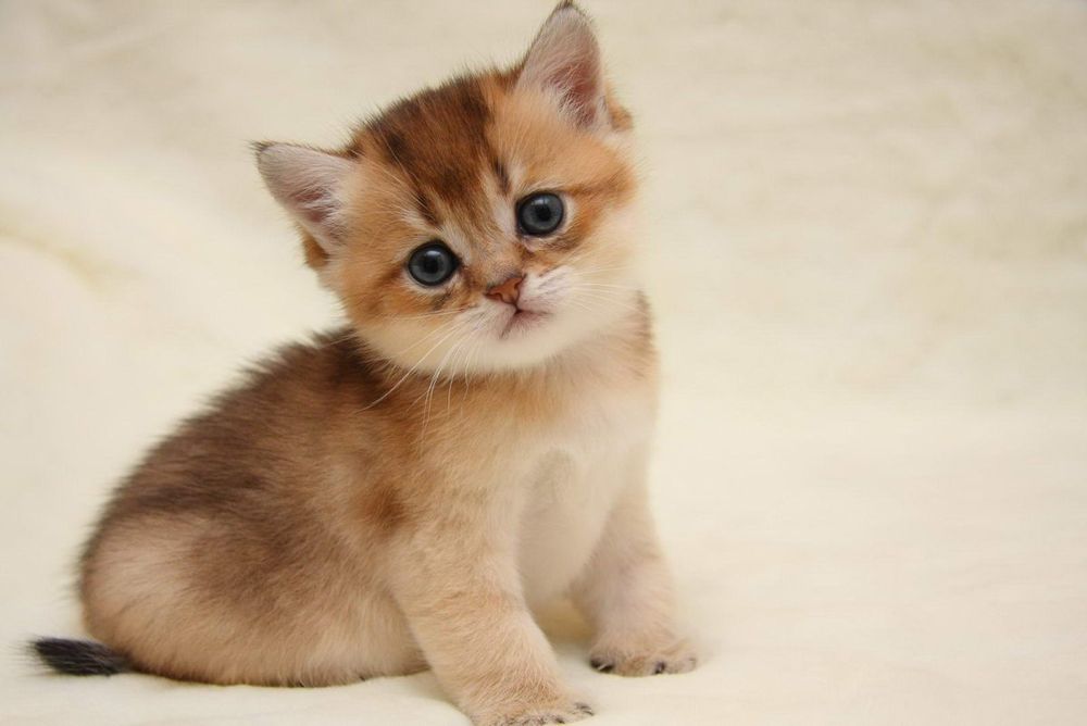 Золотая шиншилла девочки и мальчики