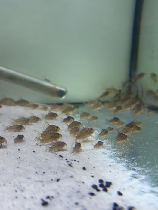 Corydoras Sterbai Juvenis