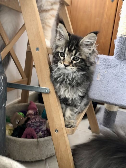 Gatinho Maine Coon