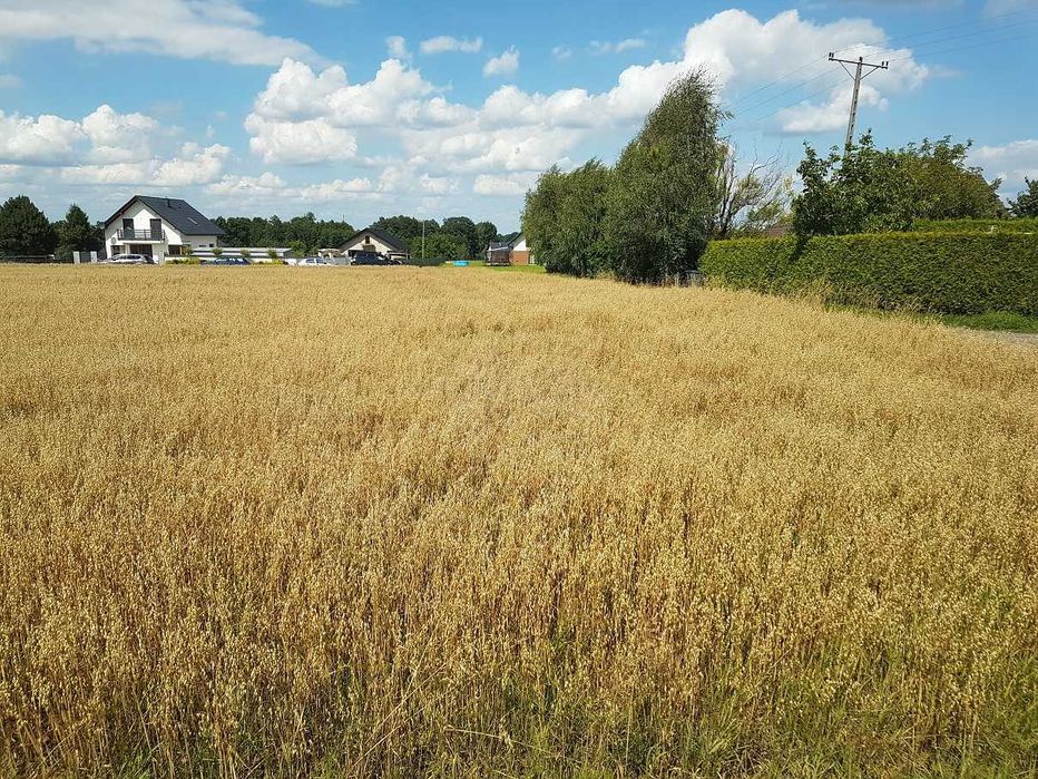 Wydzierżawię 40 arów ziemi rolnej – Roczyny, ul. Środkowa | klasa R III b, płaska działka, dobry dojazd, 300 zł/rok | dopłaty dla rolnika | pod zboża - Widok 3