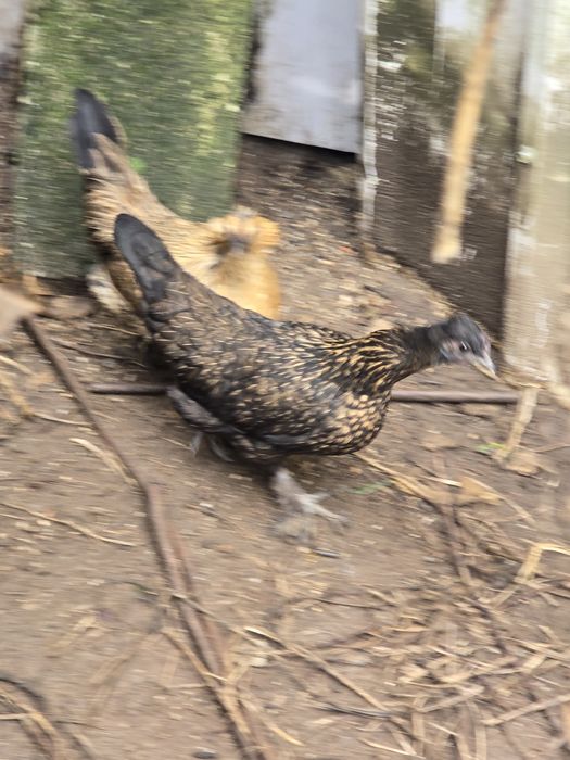 Três garnizes para venda