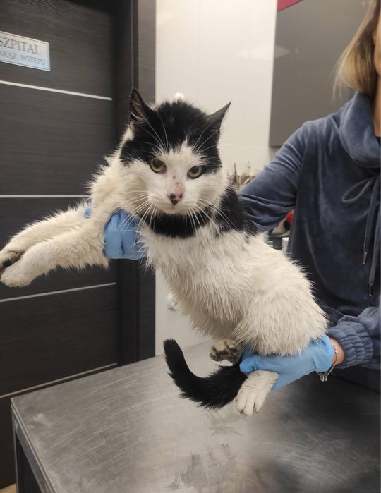 Kotek do pilnej adopcji