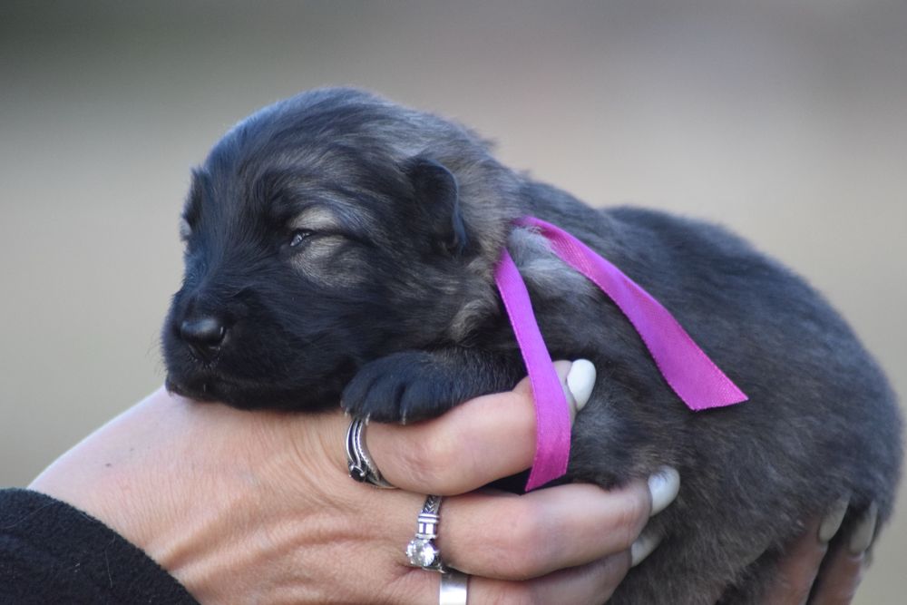 Owczarek staroniemiecki