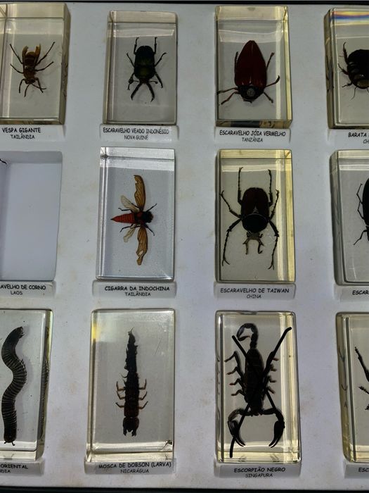 Bichos em resina