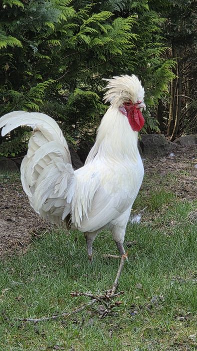 Kogut Czubatki biały