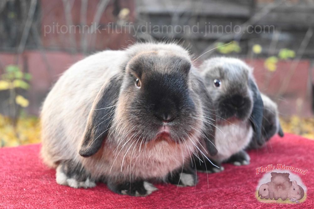 Висловухі кролики забарвлення коричневий мардер. Рідкісний. Розкішний.