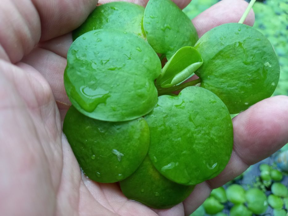 Lilie wodne z mojej uprawy i nie tylko