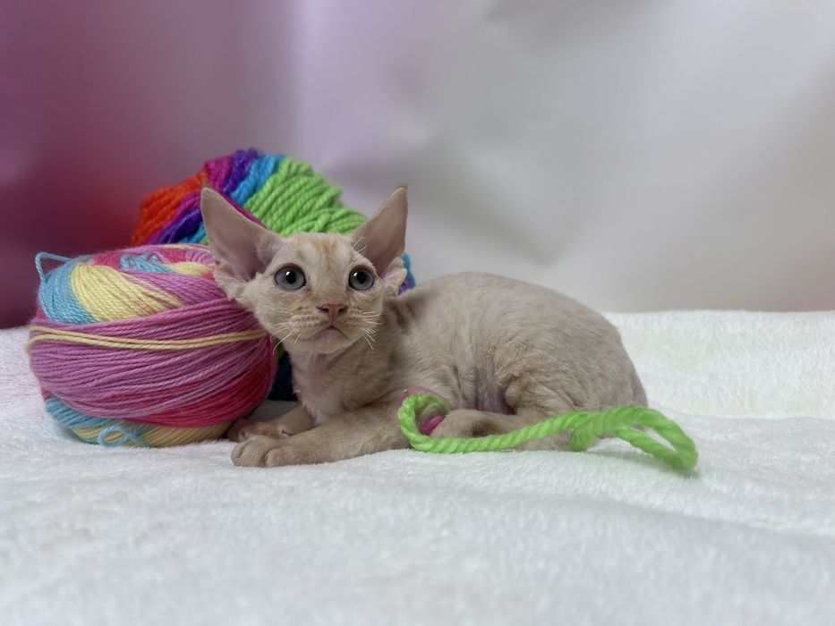 Słodki rudy kocurek devon rex, kot devon rex, FPL, FIFE