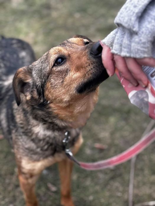 Większość życia w przytulsiku pomóz adoptuj
