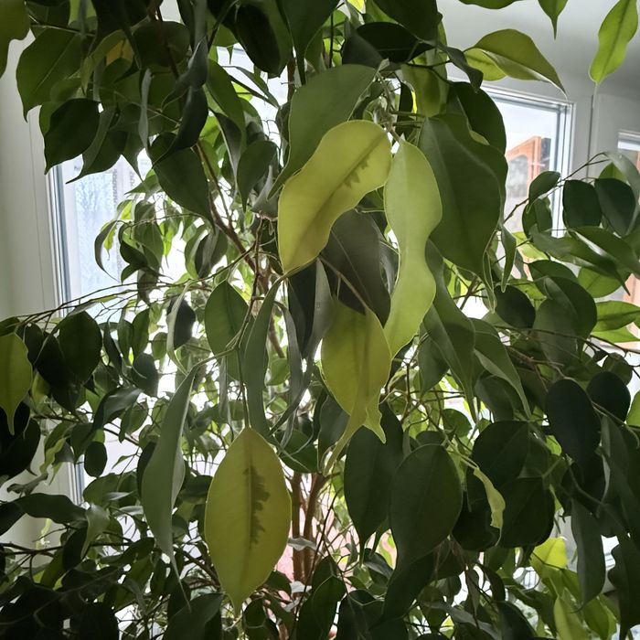 Розкішний фікус Бенджаміна