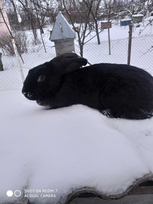 Продаються кролики