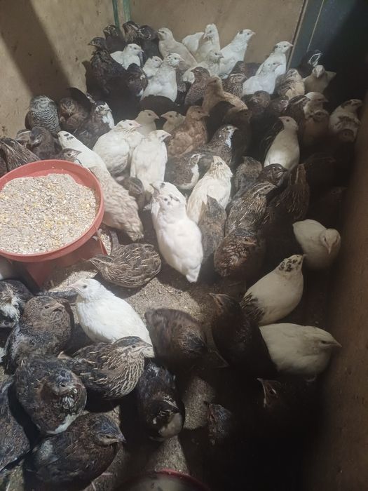 Przepiórki młode kolorowe