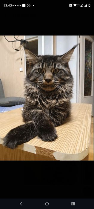 Мейн кун кошенята, 1 місяць