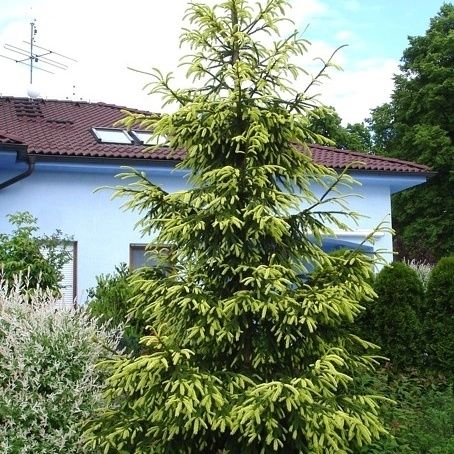 Ялина східна Ауреоспіката (picea orientalis Aureospicata)