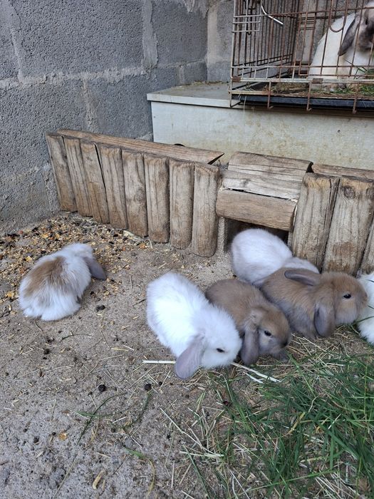 Coelhos Anões Raça Belier Puros