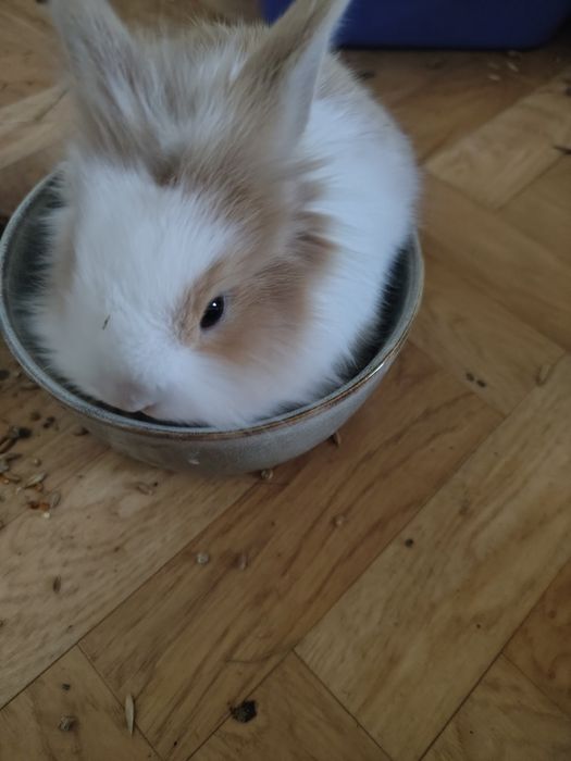 Декоративні кролики