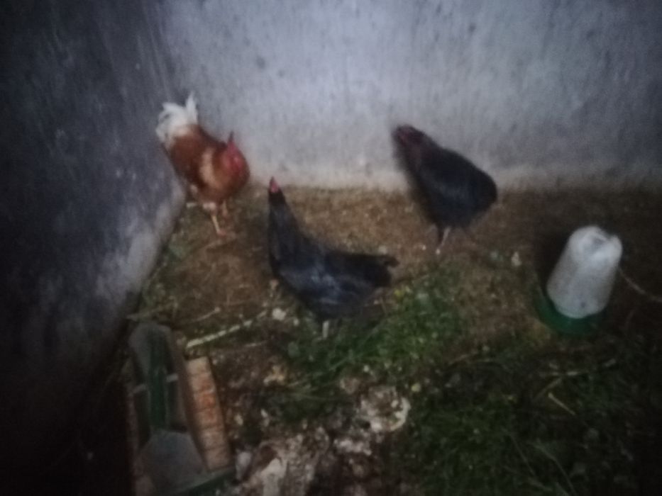 Tenho para venda 3 frangos caseiros bom preco