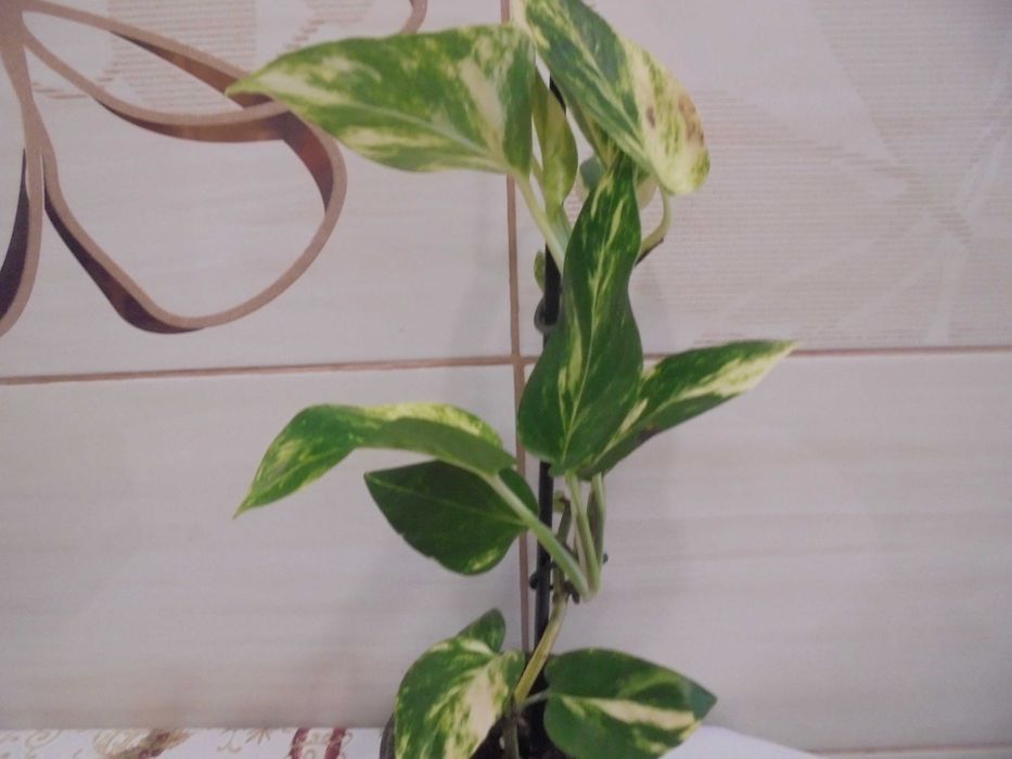 Epipremnum Aureum Scindapsus