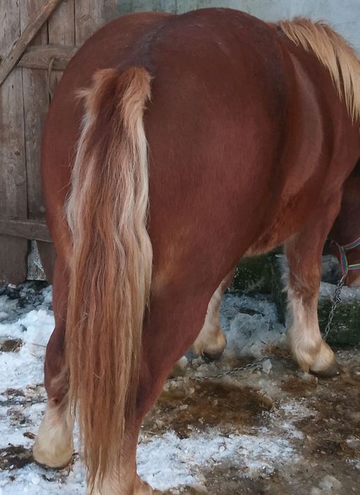 Konie, źrebaki i klacze