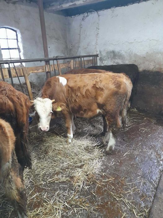 Sprzedam byczki i jałóweczki