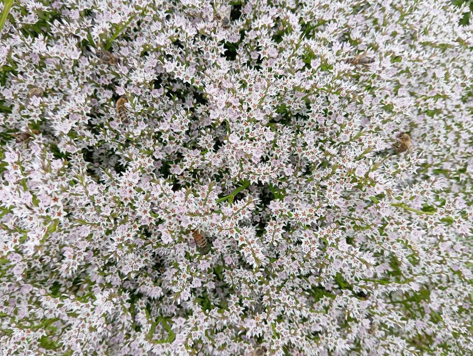 Kwiat zatrwian tatarski statycja kaszka z 2025 roku szybka wysyłka