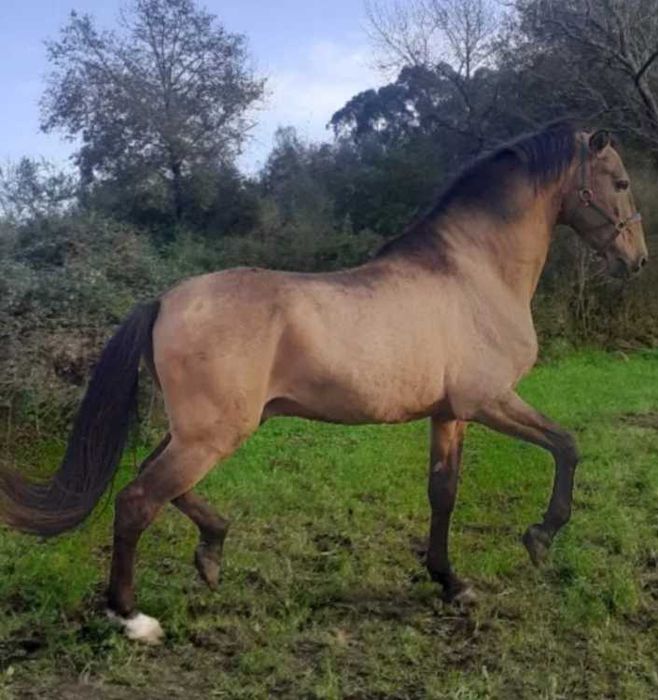 Garanhão disponível para época 2006