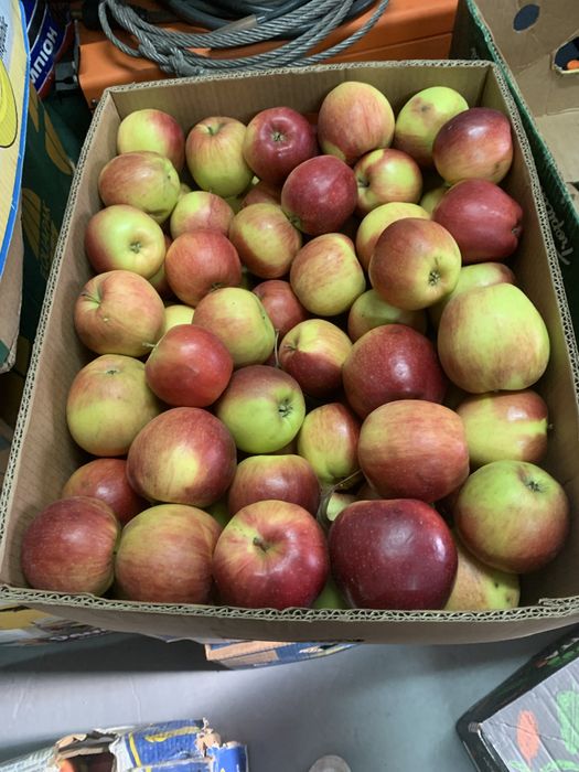 Яблука зимових сортів.