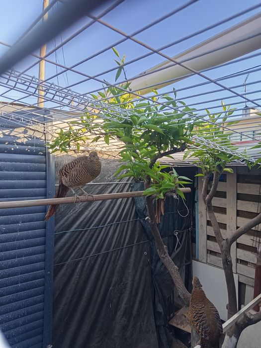 Casal de faisão dourado deste ano