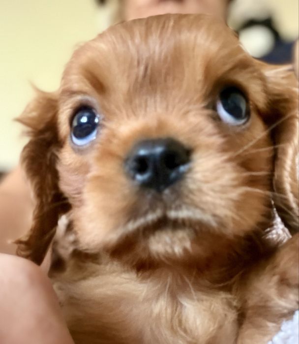 Cavalier King Charles Spaniel