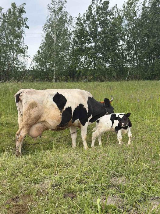Продам корову з телям