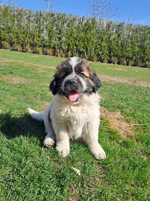 Mocnej  budowy Moskiewski Stróżujący