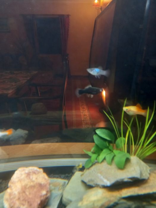 Ofereço Peixe Espada/Swordtail