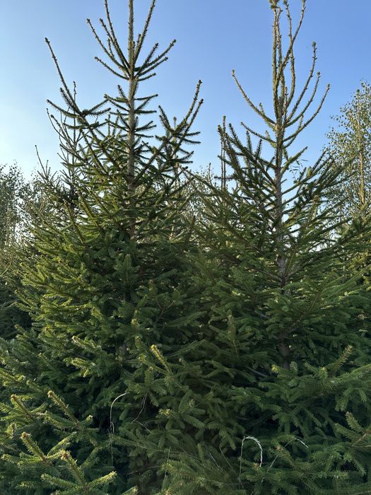 Likwidacja plantacji świerk formowany, choinki