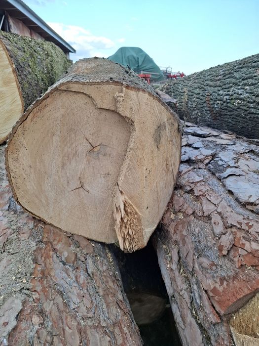 Sprzedam Kłody klonu