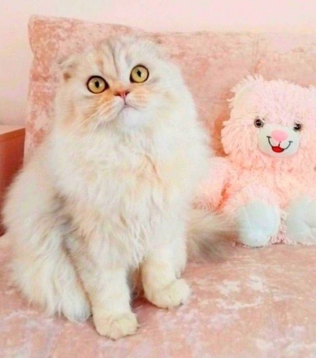 Срібна шиншила хайленд хлопчик красунчик шотландик