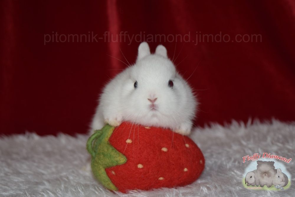 Гермелини-найменші з карликових кроликів. Розплідник! Вакциновані