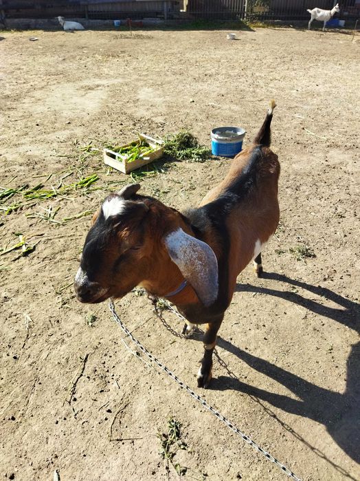 Продам козлика, козу, козенята англо нубійський цап Херсон