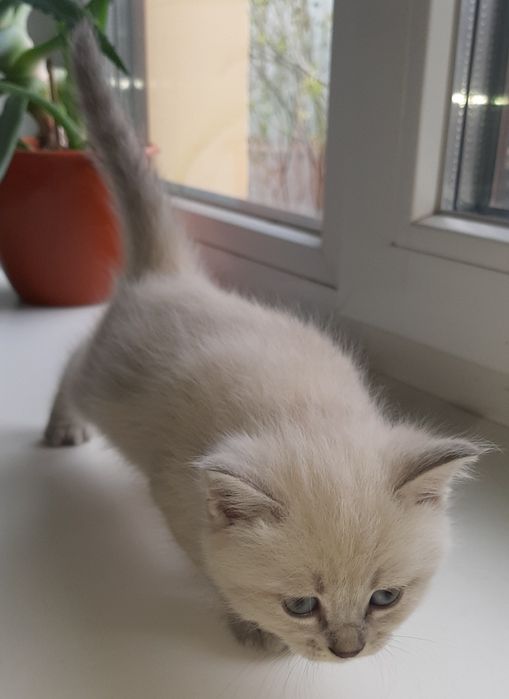 Котенок Британская Блю Поинт