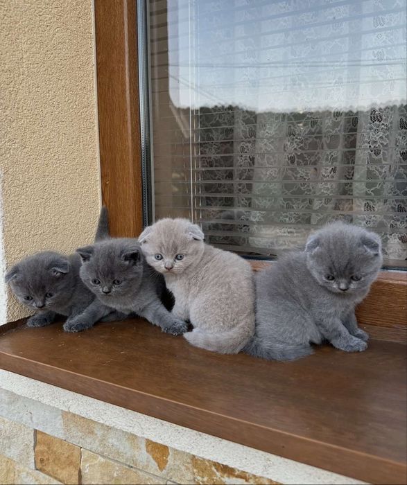 Шотландські-британські кошенята