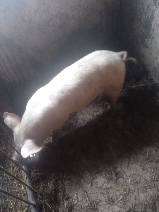 Продам поросята м'ясо сальної породи