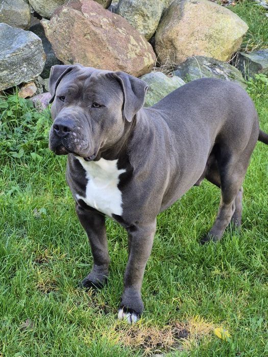 Reproduktor American Staffordshire Terier